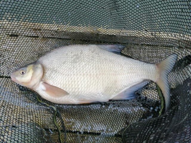 Bream starting to show.